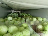 Sprzedam kapustę białą towar market 1-2,5kg lub 1-3,5kg. 