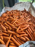 Sprzedam młodą marchew mytą w big bagu 