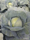 Witam sprzedam tirowe ilości kapusty białej ładna bez wciornastka odmiana toreador waga od 1kg do 3kg opakowanie dowolne (karton...