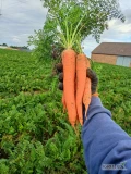Sprzedam marchew na przemysł, ładna gruba