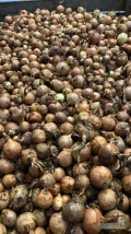 Sprzedam cebule na obieranie 50 ton, pochodzenie Niemcy 50+ , sucha ladna luska.