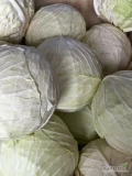 Sprzedam kapuste jesienna ładne duże główki, duże ilości,okolice Kozienic woj mazowieckie 790353493