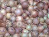 Sprzedam cebulę niefazerowaną na wysadkę kaliber do 4,5, odmiana meranto, octavia, ilości tonowe luz lub big bag.