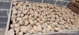 Sprzedam ziemniaki paszowe bez ziemi innych zanieczyszczeń w ilości ponad 2 tony cena 100tona.