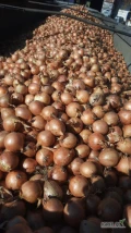 Sprzedamy Cebule na gotowo 50/70 z przewagą 60-70 równy ładny towar.