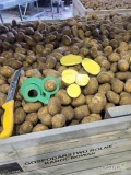 Sprzedam ziemniaki 1200t.  Продаю 1200 тонн картоплі. For sale 1200 tons of potatoes
