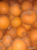 Witam sprzedam dynie halloween kaliber 1-6 jasno pomaranczowy kolor cena 40gr kg