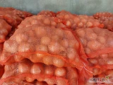 Sprzedam cebulę żółtą zimową odmiana Swift ładna sucha łuska worek szyty, big bag luz na worek