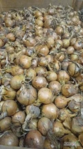Cebula ŻÓŁTA NA PAKOWANIE I OBIERANIE. Certyfikaty, brc. Towar gruby 65%6+ import, ilości tirowe. Co tydzień nowe oferty. Dostawy:...