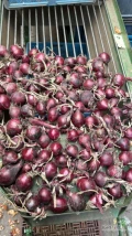 Cebula CZERWONA NA PAKOWANIE I OBIERANIE. Certyfikaty, brc. Towar gruby 75%6+ import, ilości tirowe. Co tydzień nowe oferty. Dostawy:...