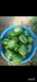 Sprzedam paprykę zielona towar pierwsza klasa