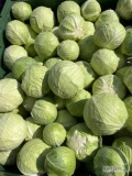 Sprzedam kapustę białą jakość marketowa1-3.5kg