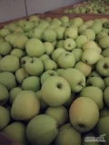 Sprzedam Golden delicious za wagę w skrzyni, 128 skrzyń 