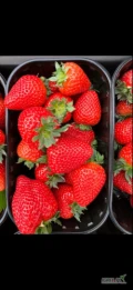 Sprzedam około tonę truskawki ze szklarni, odmiana malling centenary. Cena od 33-37zl/kg, zależy od gramatury, transportu, sposobu...
