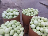 Kupię kapustę białą handlową kaliber 1 kg -4 kg w karton boks czysta bez wcierniastka  ilości tirowe płatne na załadunku 