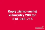 Kupię suchą kukurydzę 200 ton. Proszę o kontakt telefoniczny 518048715