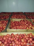 Sprzedam jabłko odmiany Idared jabłko czyste bez oznak gradu, grzyba, robaka ilość 62 skrzynie.