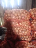 Witam sprzedam cebulę Wolska 2zl kilogram , worek 10kg