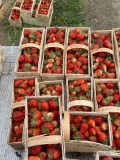 Sprzedam truskawkę, odmiana RUMBA i AURELIA.