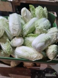 Sprzedam kapustę pekińską,  poniżej 0,5 kg. Zdrowa w środku,  bez szkodników. 