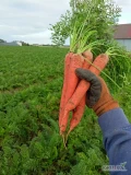 Sprzedam marchew na przemysł, ogłowiona, kopana na bieżąco, faktura VAT, więcej informacji telefonicznie