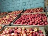 Sprzedam Jabłko Najdared 25 skrzyni.