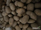 Sprzedam, dziś kopane ziemniaki z jasnej suchej ziemi ' odmianę białą catania.  Posiadam 700 woreczkow' -Ziemniaki bardzo...