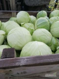 Sprzedam tirowe ilości kapusty białej 3+. Opakowanie karton box.