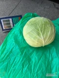 Sprzedam kapustę białą w jakości market/eksport. Nadaje się również na gołąbki ze względu na kształt odmiany. Cena 1/kg plus...