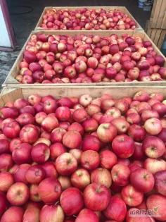 Jabłko Najdared 73 skrzynie na dowolne przeznaczenie.

Telefon: +48 601 511 156