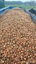 Holenderską cebulę na worek , dostarczoną luzem na wywrotkach do Odbiorcy sprzedam. 