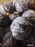 Sprzedam kapustę czerwona jakość marketowe z nalotem kaliber 1-3,5 kg