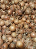 Sprzedam cebule na wysadke kal 3-5 workowana po 15kg 