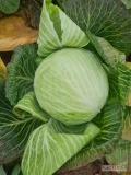 Sprzedam kapustę odmiana Novoton, główki 4 kg do 12 kg. Czysta, bez robaka, ok 60 ton