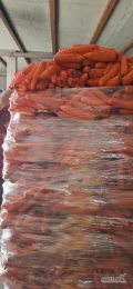 Sprzedam grubą marchew mytą. Pakowana po 10kg. Około 2 tony 