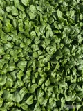 Sprzedam szpinak baby, ilości paletowe/całosamochodowe, certyfikat, bezpośrednio od producenta opakowanie zbiorcze oraz cena do...