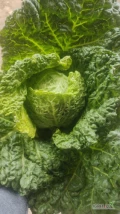 Sprzedam młoda kapustę włoska 