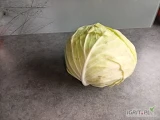 Kapusta biała 1,5 kg+