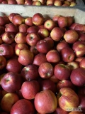 Sprzedam jabłka Rubin, Mustsu, Ligol, Szampion za wagę skrzyni. Okolice Sandomierza 