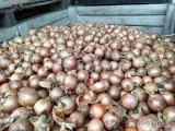 Sprzedam cebulę 2 klasa, lekko brudna, worek 10,15kg, kaliber 50/70