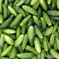 Kupię duże ilości ogórka gruntowego, mały kaliber , 6-12cm (tzw. 1 klasa), w worku 10 lub 25 kg. Dobrze zapłacę., szukam stalej...