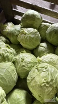 Sprzedam kapustę biała 1500 kg 1 zł za kg w skrzyniach 