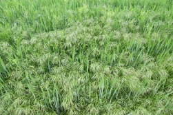 Zabiegi korygujące w zbożach