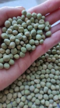 Sprzedam groch zielony drobny – całosamochodowe ilości