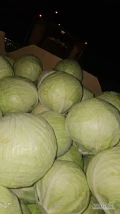 Witam posiadam kapuste białą kaliber 1 -4 kg w karton box zainteresowanych zapraszam 