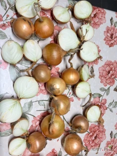 Sprzedam Cebule Żołta i Czerwona w typie rijsburger odmiana Hybell i Red Tide posiadamy wszystkie certyfikaty i badania. Oferujemy sprzedaz w sortowanym kalibrze przygotowanym do pakowania w luz lub bigbag. Dostepne takze ilosci workowe 10-15kg worek...