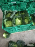 Witam sprzedam kapustę włoska jakoś marketowa 1kg-2,5 kg z liściem "korona"zapraszam do kontaktu 