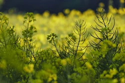 Początek grudnia'22 – rzepak znów tańszy niż przed tygodniem