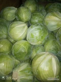 Sprzedam kapustę białą, jakosć marketowa 1,2-3,5kg. Czysta, zdrowa, odmiana CYCLONE. Tel. 693098868