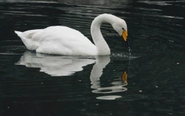 Dwa ogniska ptasiej grypy u łabędzi